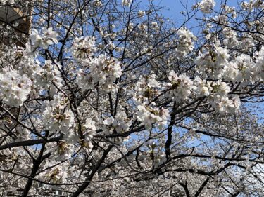 自分のことが1番わかっていない説