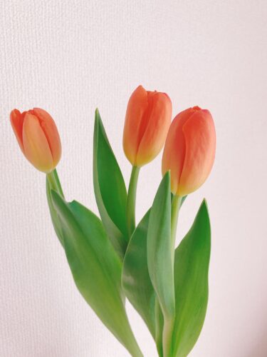 4月1日、ご新規のお客様へ