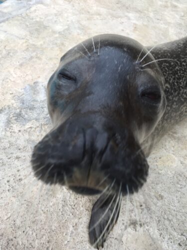 水族館を楽しむ①