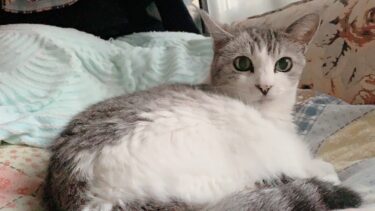 わたしはウソをつきました