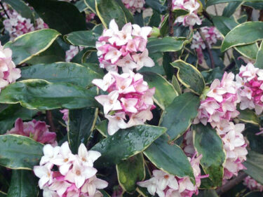 沈丁花❀白川